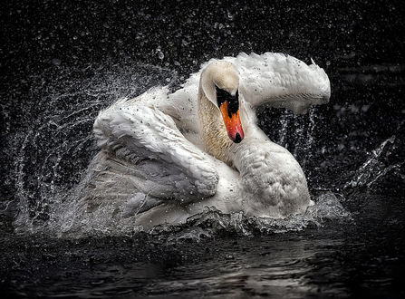 Обои на рабочий стол Белый лебедь на воде, фотограф Paul Keates