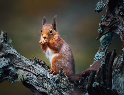 Обои на рабочий стол Белка на коряге, фотограф Paul Keates