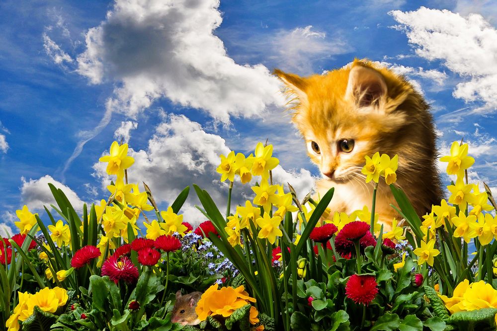 Обои для рабочего стола Рыжий котенок высматривает мышонка в цветах на фоне неба с обломками