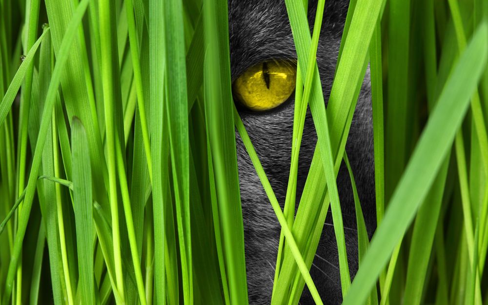 Обои для рабочего стола Наблюдающий взгляд желтоглазого кота в траве, by Comfreak