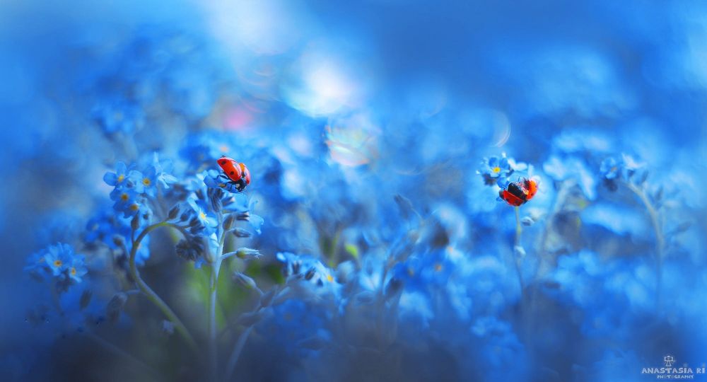 Обои для рабочего стола Божьи коровки на незабудках, фотограф Anastasia Ri