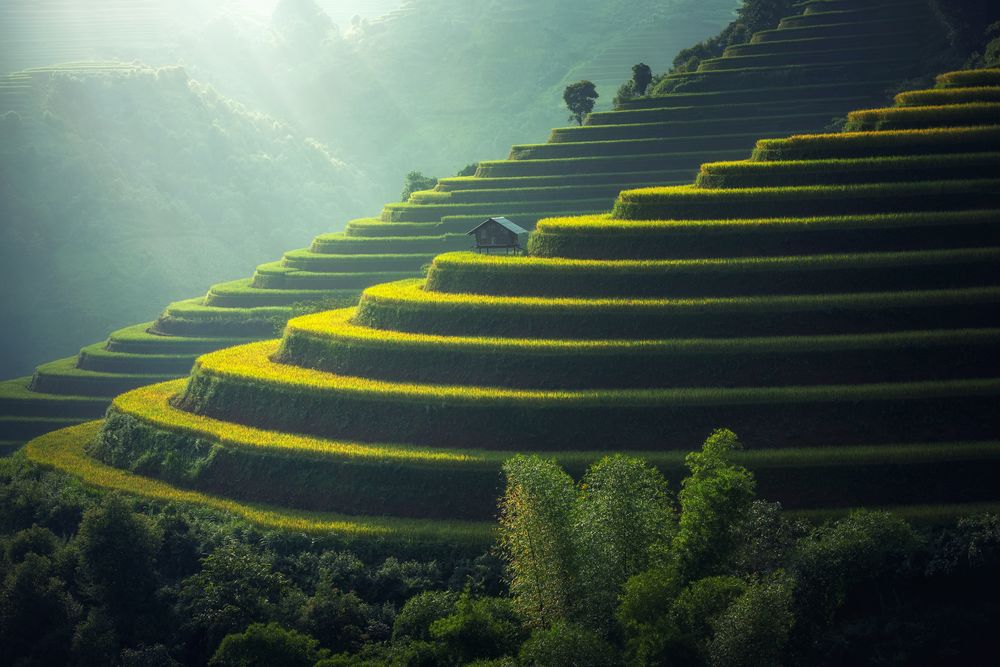 Обои для рабочего стола Рисовые террасы в утреннем тумане, Thailand / Тайланд, by Sasin Tipchai