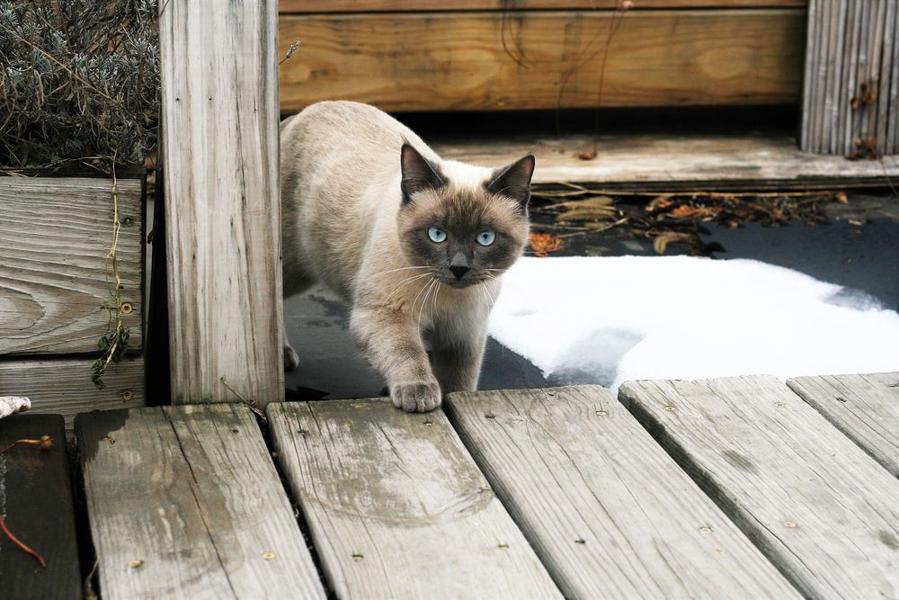 Обои для рабочего стола Голубоглазая кошка сиамской породы ступает на помост, by liliy2025