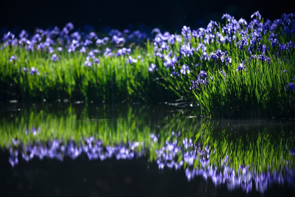 Обои для рабочего стола Голубые ирисы у реки и их отражение в воде, фотограф Comyu Matsuoka