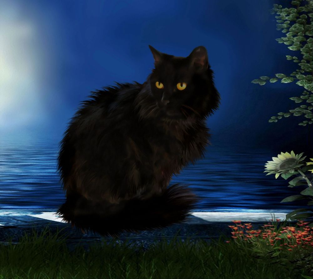 Обои для рабочего стола Черный кот сидит на каменном парапете у моря