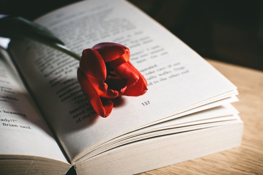 Обои для рабочего стола Красный тюльпан лежит на книге