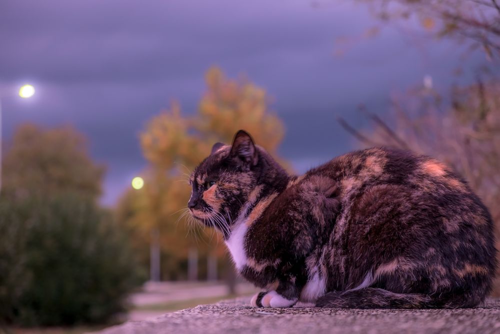 Обои для рабочего стола Разноцветная кошка отдыхает вечером на каменной площадке, by Antonio Doumas