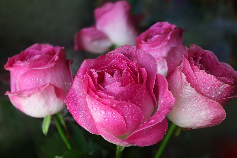 Обои для рабочего стола Нежные розовые с белым розы в каплях воды, by laminaria-vest