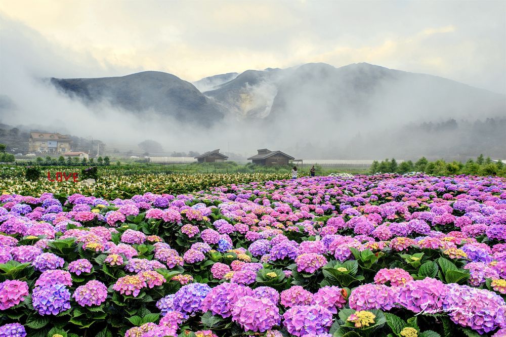 Обои для рабочего стола Плантации с цветущей гортензией на фоне туманных гор (Love / Любовь), Japan / Япония