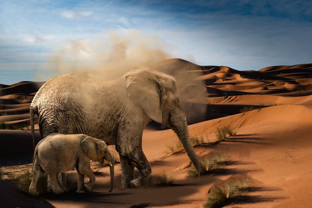 Обои для рабочего стола Слониха со слоненком идут по пустыне, by Christine Sponchia