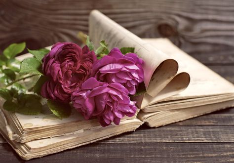 Обои на рабочий стол Пионы лежат на раскрытой книге