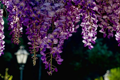 Обои на рабочий стол Цветущая глициния на фоне городского фонаря