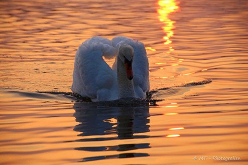 Обои на рабочий стол Лебедь на воде, by MT-Photografien