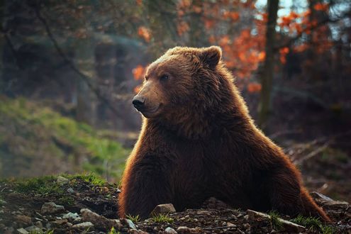 Обои на рабочий стол Медведь на фоне осеннего леса