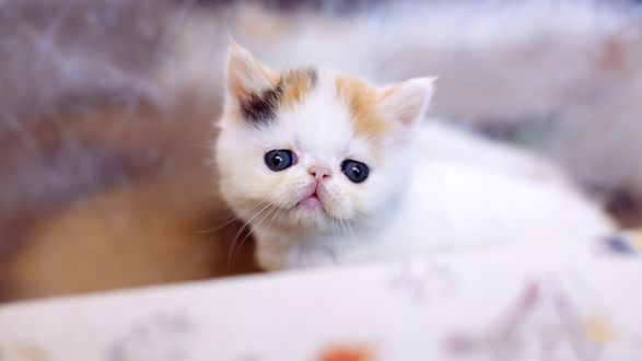 Обои на рабочий стол Маленький белый с пятнышками котенок