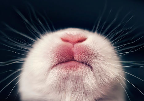 Обои на рабочий стол Мордочка кролика крупным планом, фотограф Ashraful Arefin