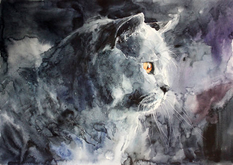 Обои на рабочий стол Кошка породы британец, by ElenaShved