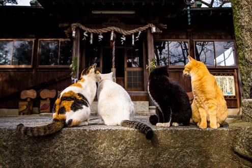 Обои на рабочий стол Четыре разноцветные кошки сидят возле храма, Japan / Япония