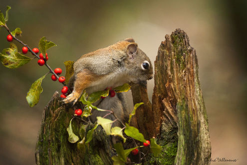 Обои на рабочий стол Белка на пне, фотограф Andre Villeneuve