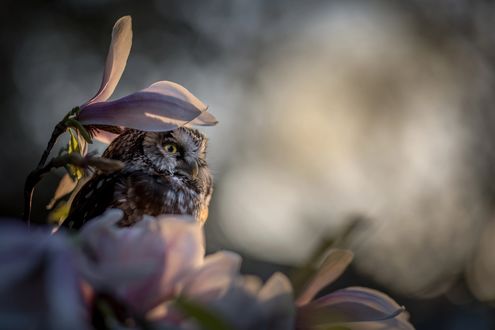 Обои на рабочий стол Сова сидит среди цветов магнолии. Фотограф Tanja Brandt
