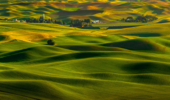 Обои на рабочий стол Весна в Palouse Country / стране Палуза, фотограф Doug Shearer