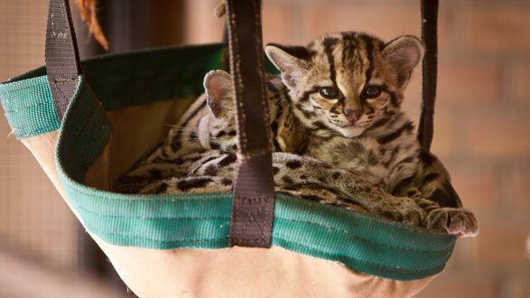 Обои на рабочий стол Котята оцелота лежат в гамаке
