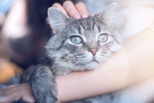 Обои на рабочий стол Серая кошечка лежит на руках, by KDdesignphoto