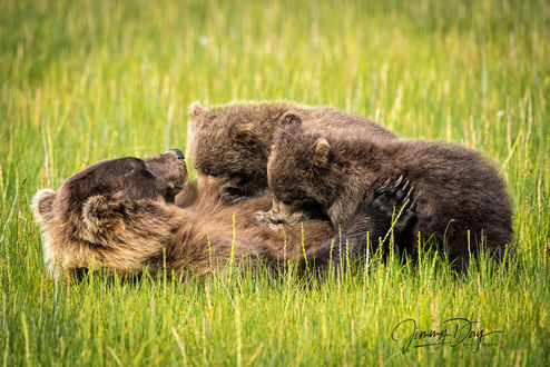 Обои на рабочий стол Медведица с медвежатами в траве, by JDay Photography
