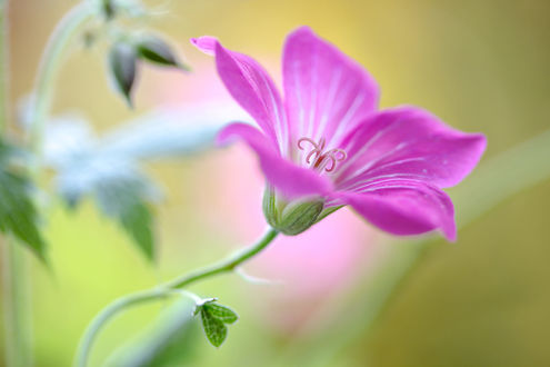 Обои на рабочий стол Сиреневый цветок на размытом фоне. Фотограф Mandy Disher
