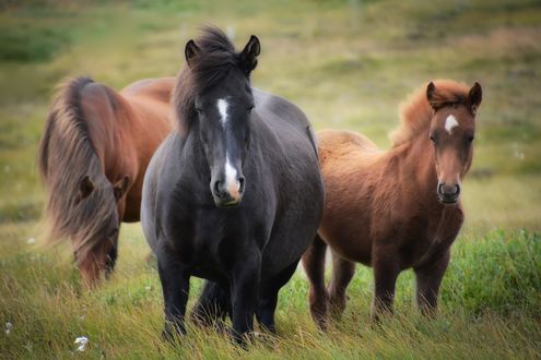 Обои на рабочий стол Две лошади и жеребенок на лугу, Iceland / Исландия, by Rebekka D