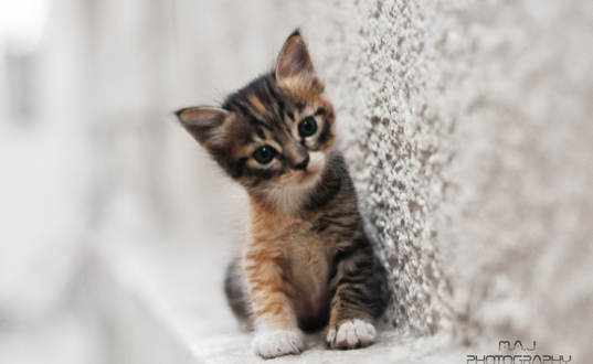 Обои на рабочий стол Серый котенок у стены