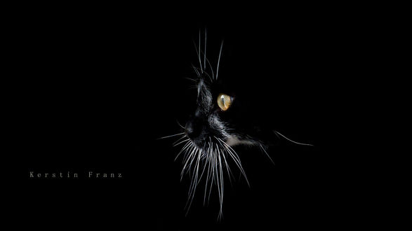 Обои на рабочий стол Морда кота в профиль. Фотограф Kerstin Franz