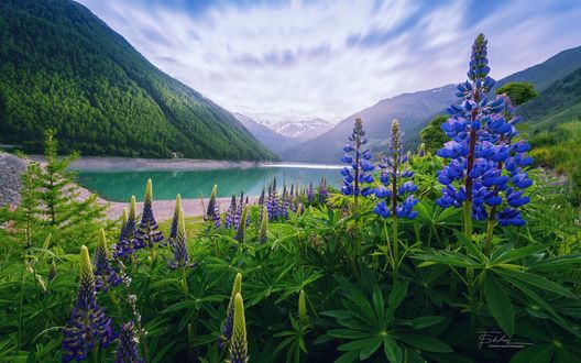 Обои на рабочий стол Люпины на фоне озера. Фотограф Stefan Thaler