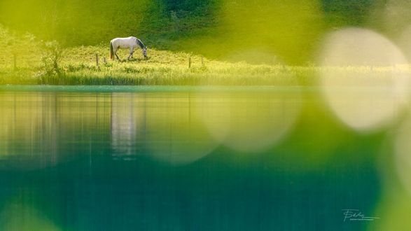 Обои на рабочий стол Лошадь на берегу. Фотограф Stefan Thaler