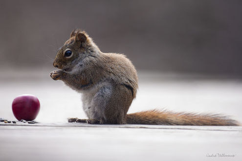 Обои на рабочий стол Белка сидит перед яблоком, фотограф Andre Villeneuve