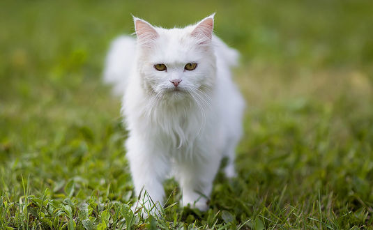 Обои на рабочий стол Белая кошка на траве, by Vladimir