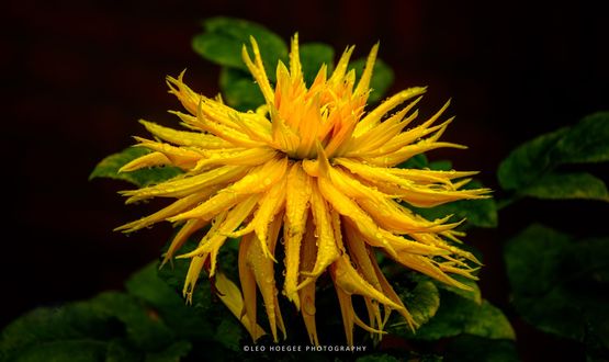 Обои на рабочий стол Желтый цветок Hamamelis virginiana / Гамамелис виргинский в каплях воды после дождя. Фотограф Leo Hoegee