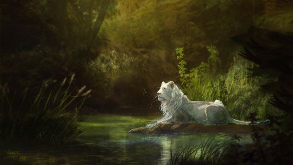 Обои на рабочий стол Белый лев лежит у водоема, by Louise Meijer