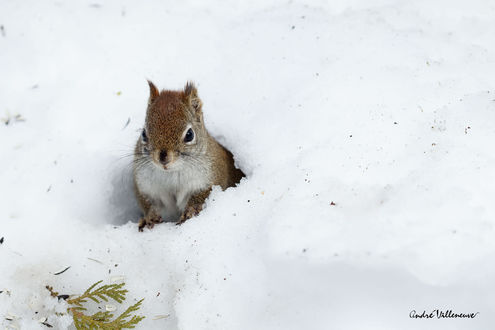 Обои на рабочий стол Белочка в снегу, фотограф Andre Villeneuve