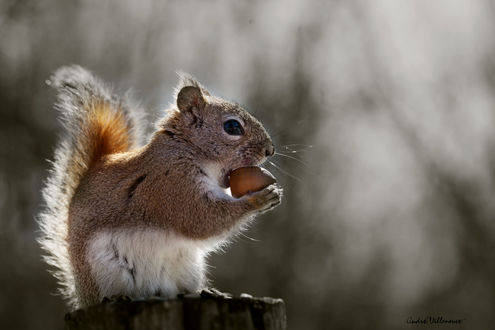 Обои на рабочий стол Белка с орехом, фотограф Andre Villeneuve