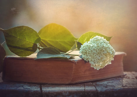 Обои на рабочий стол Бульдонеж на книге. Фотограф Инна Сухова