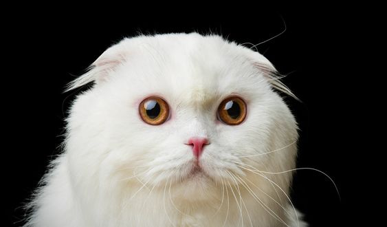 Обои на рабочий стол Вислоухая белая кошка. Фотограф Natalya Lyays