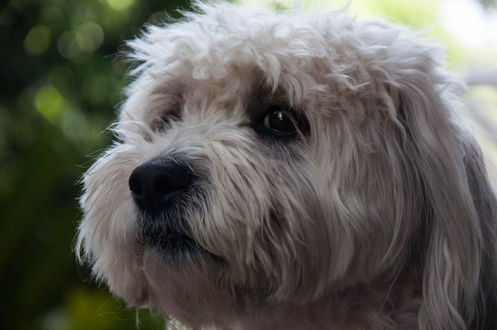 Обои на рабочий стол Мордочка собаки породы Coton de Tulear / Котон-де-тулеар на фоне боке. Фотограф Aviv Osterman
