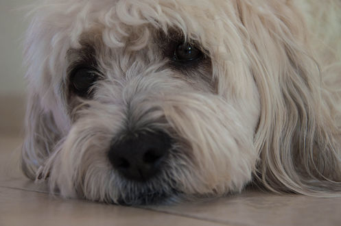 Обои на рабочий стол Собака породы Coton de Tulear / Котон-де-тулеар лежит на полу. Фотограф Aviv Osterman