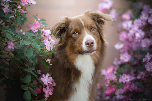 Обои на рабочий стол Australian Shepherd / Австралийская овчарка стоит посреди цветущих кустов, by Audrey Bellot
