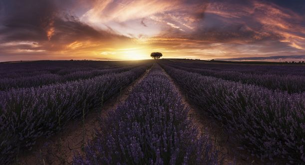 Обои на рабочий стол Дерево в конце лавандового поля. Фотограф Jorge Ruiz Dueso