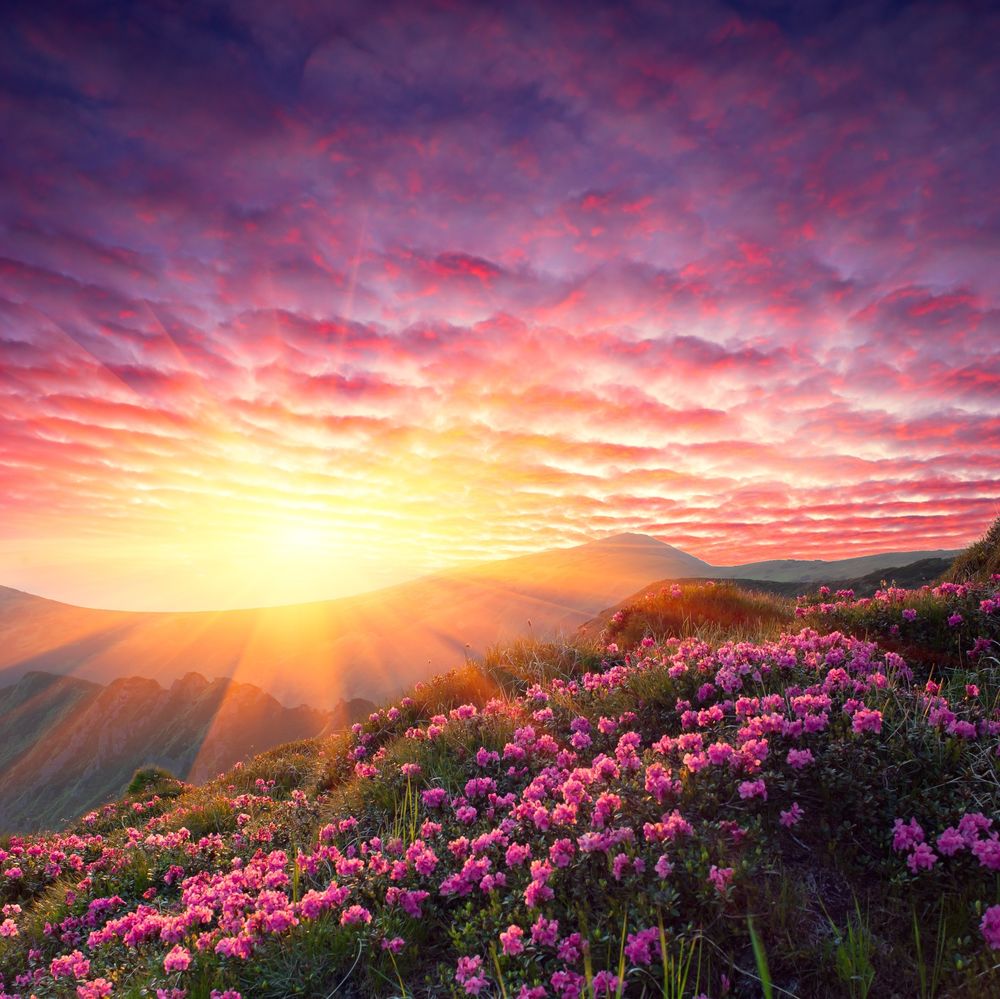 Обои для рабочего стола Закат солнца надо горами и холмом с цветущим розовым рододендроном, автор Котенко