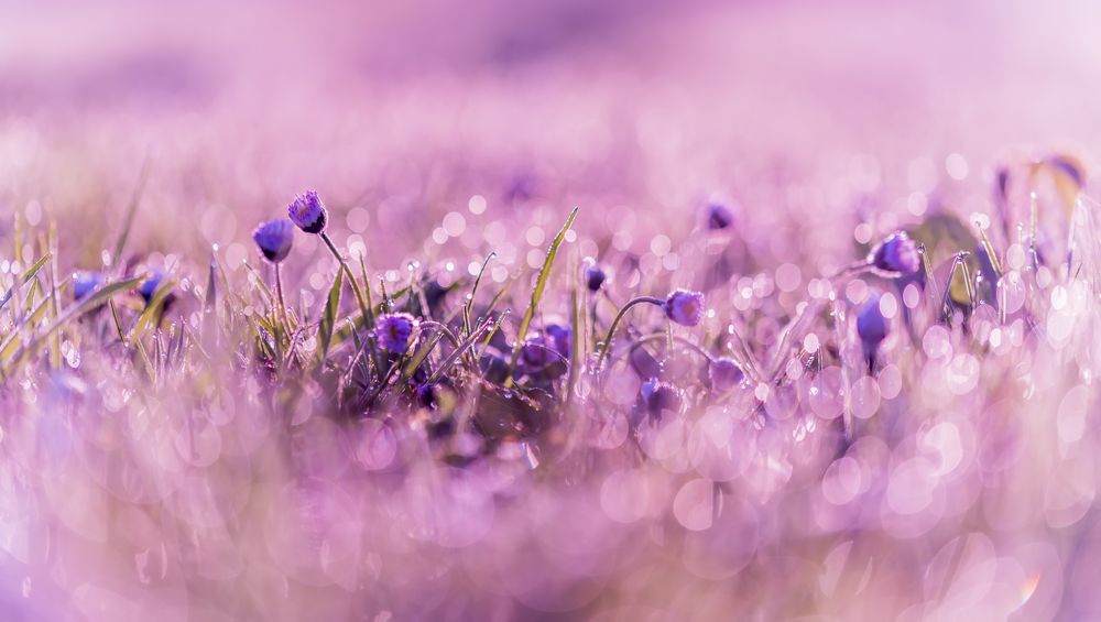 Обои для рабочего стола Маленькие фиолетовые цветочки сон-травы в каплях воды