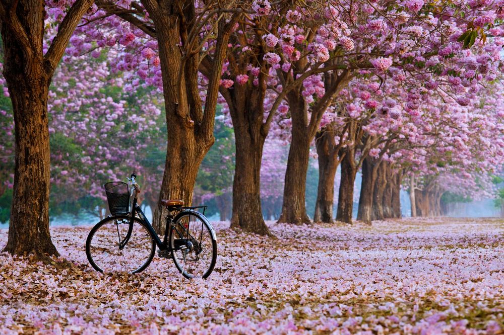 Обои для рабочего стола Велосипед стоит на аллее с цветущей сакурой