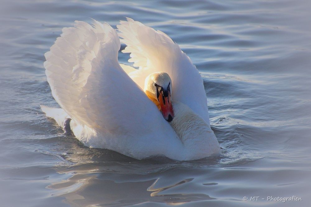 Обои для рабочего стола Белый лебедь на воде, by MT-Photografien